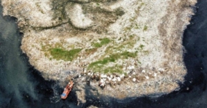 Pulau Sampah Muara Angke Muncul Akibat Sedimentasi